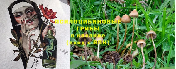 PSILOCYBIN Михайловск